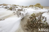 Duinen van Goeree