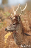 Edelhert (Cervus elaphus)