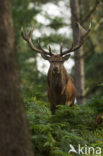 Edelhert (Cervus elaphus)