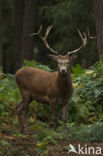 Edelhert (Cervus elaphus)