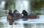 Geoorde Fuut (Podiceps nigricollis)