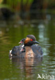 Geoorde Fuut (Podiceps nigricollis)