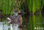 Geoorde Fuut (Podiceps nigricollis)