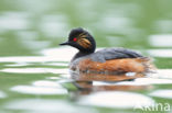 Geoorde Fuut (Podiceps nigricollis)