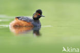 Geoorde Fuut (Podiceps nigricollis)