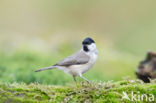 Glanskop (Parus palustris)