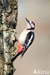 Grote Bonte Specht (Dendrocopos major)