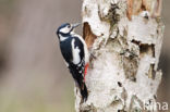 Grote Bonte Specht (Dendrocopos major)