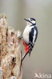 Grote Bonte Specht (Dendrocopos major)