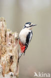 Grote Bonte Specht (Dendrocopos major)