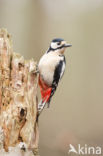 Grote Bonte Specht (Dendrocopos major)