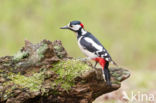 Grote Bonte Specht (Dendrocopos major)