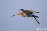 Grutto (Limosa limosa) 