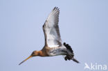 Grutto (Limosa limosa) 