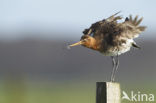 Grutto (Limosa limosa) 