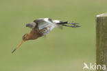 Grutto (Limosa limosa) 