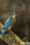 IJsvogel (Alcedo atthis)