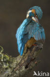 IJsvogel (Alcedo atthis)