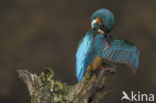 IJsvogel (Alcedo atthis)