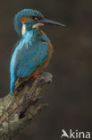 IJsvogel (Alcedo atthis)