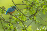 IJsvogel (Alcedo atthis)