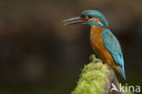 IJsvogel (Alcedo atthis)