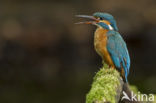 IJsvogel (Alcedo atthis)