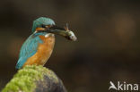 IJsvogel (Alcedo atthis)