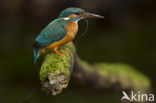 IJsvogel (Alcedo atthis)