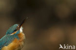 IJsvogel (Alcedo atthis)