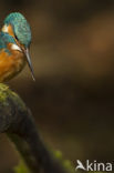 IJsvogel (Alcedo atthis)