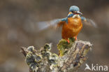 IJsvogel (Alcedo atthis)