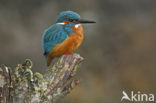 IJsvogel (Alcedo atthis)