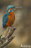 IJsvogel (Alcedo atthis)