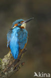 IJsvogel (Alcedo atthis)