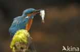 IJsvogel (Alcedo atthis)