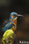 IJsvogel (Alcedo atthis)