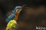 IJsvogel (Alcedo atthis)