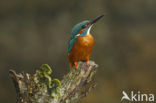 IJsvogel (Alcedo atthis)