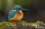 IJsvogel (Alcedo atthis)