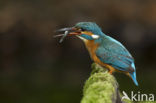 IJsvogel (Alcedo atthis)