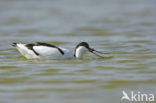 Pied Avocet (Recurvirostra avosetta)