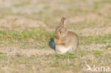 Konijn (Oryctolagus cuniculus) 