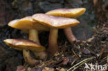 Plums and custard (Tricholomopsis rutilans)