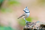 Kuifmees (Parus cristatus)