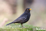 Merel (Turdus merula)