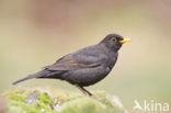 Merel (Turdus merula)