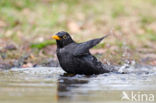 Merel (Turdus merula)