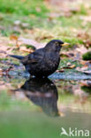 Merel (Turdus merula)