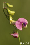 Norfolk Everlasting Pea (Lathyrus heterophyllus)